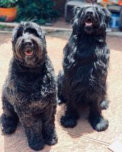 Puppies for sale black russian terrier - Russia, Archangel. Price 799 $