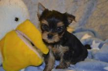 Puppies for sale yorkshire terrier - Turkmenistan, Ashgabat