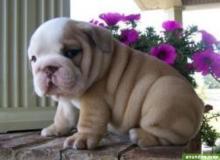 Puppies for sale english bulldog - Sweden, Helsingborg