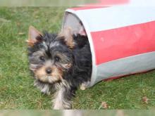 Puppies for sale yorkshire terrier - Lithuania, Birstonas