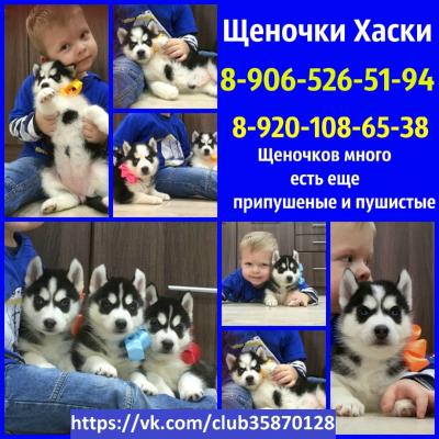 Продам щенка Хаски - Россия, Калуга