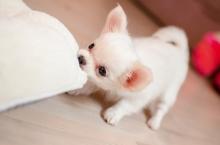 Puppies for sale chihuahua - Lithuania, Alytus