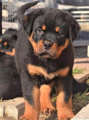 Продам щенка , rottweiler - Россия, Московская область, Lupburg. Цена 350 евро