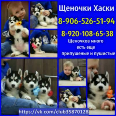 Продам щенка Хаски - Россия, Нижний Новгород
