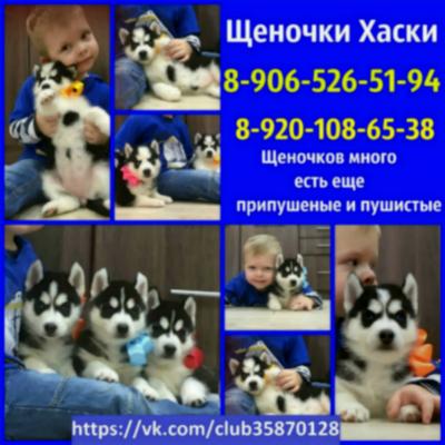 Продам щенка Хаски - Россия, Иваново