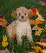 Dogs free toy-poodle - Cyprus, Paphos