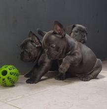 Puppies for sale french bulldog - Estonia, Pya