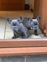 Puppies for sale french bulldog - Italy, Genoa