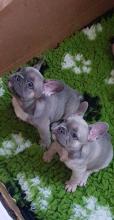 Puppies for sale french bulldog - Ukraine, Kiev