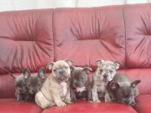 Puppies for sale french bulldog - Cyprus, Ayia Napa