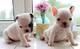 Puppies for sale french bulldog - Cyprus, Larnaca