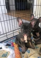 Puppies for sale french bulldog - Cyprus, Larnaca