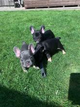 Puppies for sale french bulldog - Ukraine, Odessa