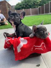 Puppies for sale french bulldog - Cyprus, Nicosia