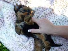 Puppies for sale yorkshire terrier - Slovenia, Biograd