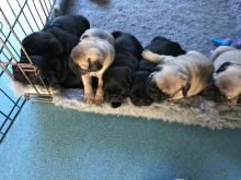 Puppies for sale pug - Lithuania, Elektrenai