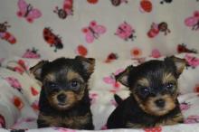 Puppies for sale yorkshire terrier - Italy, Bergamo