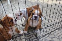 Puppies for sale english bulldog - Greece, Thessaloniki