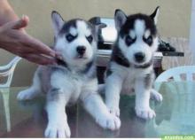 Puppies for sale haski - Sweden, Goteborg