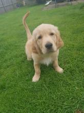 Puppies for sale golden retriever - Moldova, Bender