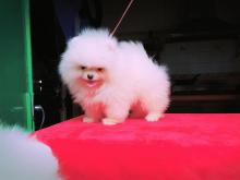 Dogs free pomeranian spitz - Czech Republic, Prague