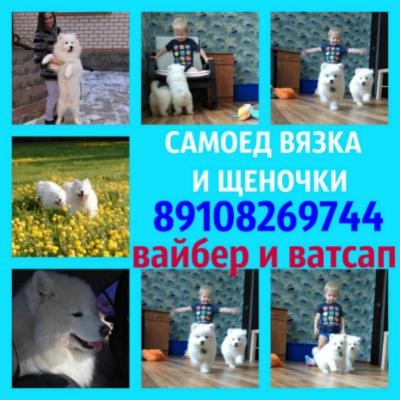 Продам щенка Самоед, самоедская лайка - Россия, Москва