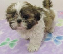 Puppies for sale shih tzu - Austria, Vienna