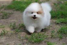 Puppies for sale pomeranian spitz - United Kingdom, Grimsby. Price 300 $