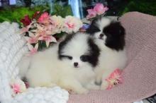 Puppies for sale pomeranian spitz - Denmark, Kopenagen