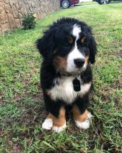 Puppies for sale bernese mountain dog - Germany, Saarbruecken