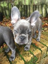 Puppies for sale french bulldog - Georgia, Poti