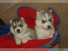 Puppies for sale haski - United Kingdom, Birmingham