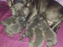 Puppies for sale french bulldog - Estonia, Tallinn