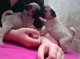 Puppies for sale french bulldog - Czech Republic, Czech-budievitsy