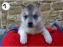 Puppies for sale haski - Estonia, Narva