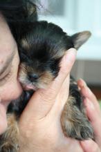 Puppies for sale yorkshire terrier - Poland, Chorzow