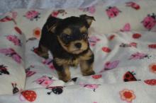 Puppies for sale yorkshire terrier - Hungary, Gyor