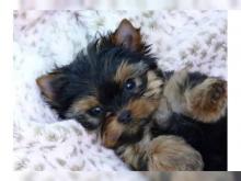 Puppies for sale yorkshire terrier - Sweden, Kalmar