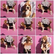 Puppies for sale beagle - Slovenia, Titograd, Hercegnovi