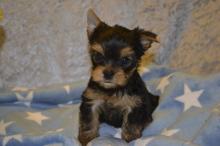 Puppies for sale yorkshire terrier - Malta, Valletta