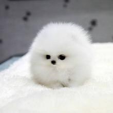 Puppies for sale pomeranian spitz - Estonia, Narva