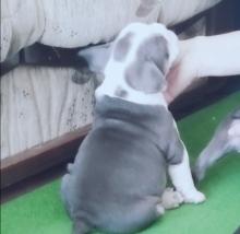 Puppies for sale english bulldog - Slovenia, Krusevac