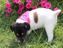 Puppies for sale jack russell terrier - Czech Republic, Luhacovice