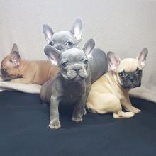 Puppies for sale french bulldog - Russia, St. Petersburg