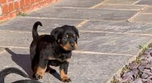 Puppies for sale rottweiler - Netherlands, Hoorn