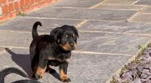 Puppies for sale rottweiler - Finland, Tampere
