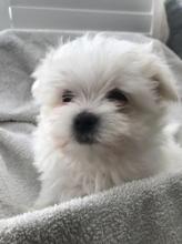 Puppies for sale maltese - Belarus, Grodno