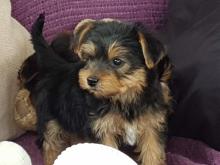 Puppies for sale yorkshire terrier - Czech Republic, Prague