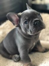 Puppies for sale french bulldog - Estonia, Tallinn