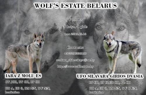 Продам щенка Другая порода/смешанная, Чехословацкий влчак - Беларусь, Солигорск. Цена 1000 евро
